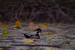 Wood Duck